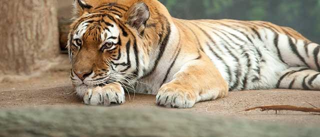 Tiger at the Milwaukee County Zoo